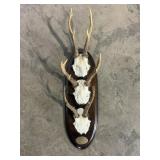 Mounted Roe Deer Antler Trio-8927