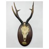 Skull on Plaque-8952