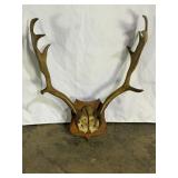 Mounted Antlers on Plaque-8990