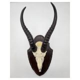 Taxidermy Antelope Skull Mount-8927