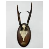 Mounted Deer Skull Trophy-8952