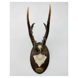 Mounted Roe Deer Antlers-8952
