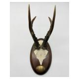 Mounted Antlers-8952