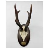 Mounted Deer Skull Trophy-8952