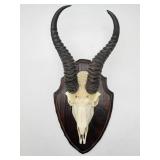 Mounted Antelope Skull Display-8927