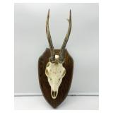 Mounted Antlers-8952