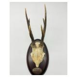 European Roe Deer Antler Mount-8952
