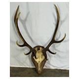Mounted Deer Antler Trophy-9343