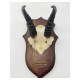 Mounted Mountain Reedbuck Horns-9798