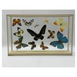 Display Case With Butterflies-9877