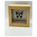 Framed Butterfly Display-9877