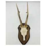 Mounted European Deer Antlers-9797