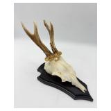 Mounted Deer Skull With Antlers-9797