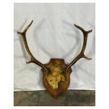 Mounted Deer Antlers-9763