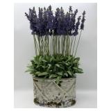Decorative Lavender