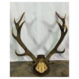 Large Antler Mount-10007