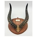 Vintage Antler Mount-10058