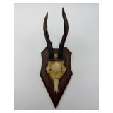 Mounted Animal Skull Display-9805