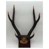 Mounted Antlers-10085