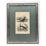 French Ornithology Picture-10414