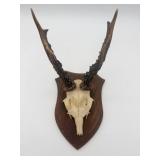 Mounted European Deer Skull with Antlers-9805
