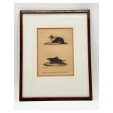 Framed 19th Century Bat Engraving-10413
