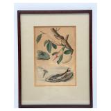 19th Century Natural History Engraving-10424