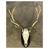 Mounted Deer Skull-9531