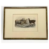 Moutons Merinos and La Chï¿½vre Etching-10415