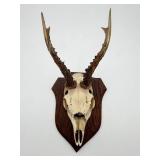 Mounted Roe Deer Skull and Antlers-9805