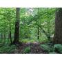 Public Real Estate Auction Multi-Parcel Tract #2