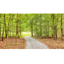 Public Real Estate Auction 48.75+/- Acres Dauphin County