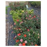 Public Auction Perry Valley Nursery Fall Planting Sale