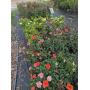 Public Auction Perry Valley Nursery Fall Planting Sale