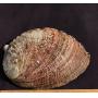 Day 2 Artifact,fossil,mineral,crystal auction
