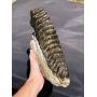 Artifact, Fossil, Mineral Crystal Auction Day 1
