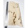 Artifact,Fossil,Mineral,Crystal Auction