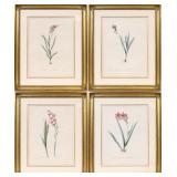 PIERRE-JOSEPH REDOUTE (BELGIAN, 1759-1840) [4].