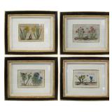 Four Dutch Botanicals from Crispin de Passe.