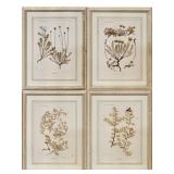 VON ETTINGSHAUSEN - FOUR BOTANICAL PRINTS.