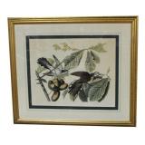 Audubon Print of the Yellow-Billed Cuckoo.