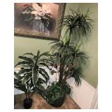 Silk tree & corn plant