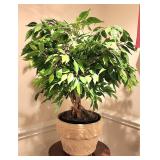 Petite ficus tree in ceramic planter