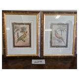 Parrot Pictures