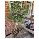 decorative trees