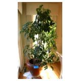 Umbrella Tree