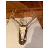 Deer skull and horn mount