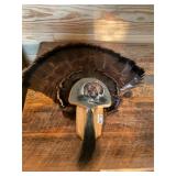 Turkey fan, beard mount