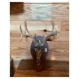 Camo skull deer mount