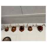 5- mounts - horns